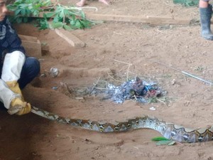 Teror Ular Sanca di Kuningan, Diduga Lahap 2 Ekor Ayam Warga