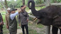 Menhut Raja Juli Antoni di Tesso Nilo: Rumah Gajah Jangan Diganggu