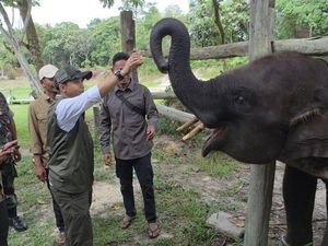 Langkah Menhut Pulihkan TN Tesso Nilo, Rumah Gajah Sumatera