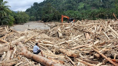 Penampakan Lautan Kayu Gelondongan Pascabanjir Bandang di Batang Toru