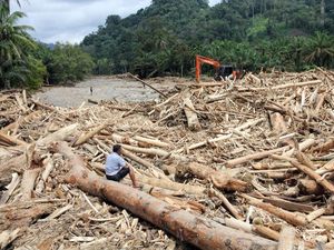 Penampakan Lautan Kayu Gelondongan Pascabanjir Bandang di Batang Toru