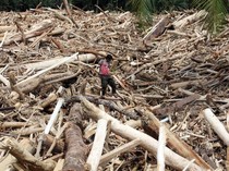 Video: Viral Banyak Kayu Terbawa Banjir, Ini Data Deforestasi Sumatera