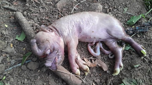 Seekor anak babi lahir dengan wajah mirip gajah di Manggarai Barat, NTT, Sabtu (29/11/2025) (Dok. Dedy Hengki)