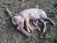 Banjir Susulan Melanda Aceh Timur, Warga Mengungsi Lagi