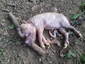 Heboh Anak Babi Mirip Gajah di NTT, Begini Penjelasan Ahli