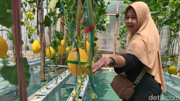 Sensasi menikmati buah melon langsung petik dari kebun di SIdoarjo
