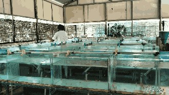 Budidaya Nemo dan Kuda Laut di Pulau Tidung Kecil