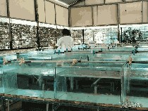 Budidaya Nemo dan Kuda Laut di Pulau Tidung Kecil