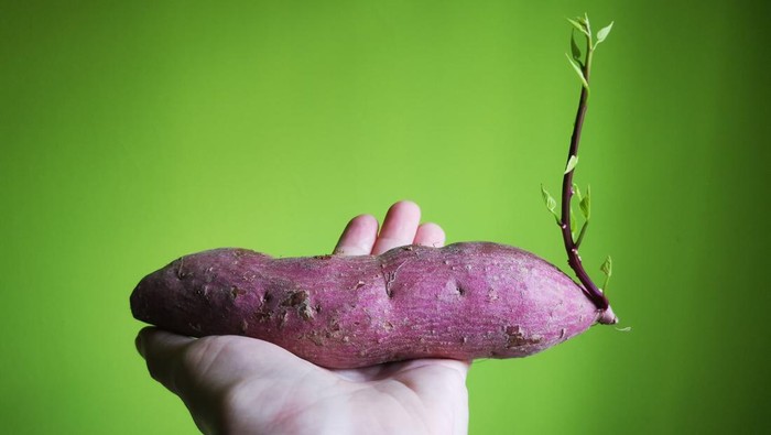 Human hand holding purple sweet potato