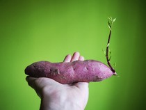 Bukan Cuma Ubi Ungu, Ini 4 Jenis Ubi Jalar yang Kaya Nutrisi