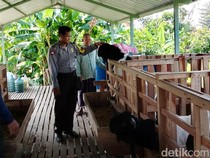 Berawal dari Hobi, Aipda Agus Kini Raup Belasan Juta dari Ternak Domba