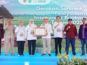 Jatim Pecahkan Rekor MURI, 1,09 Juta Sapi Diinseminasi Sepanjang 2025