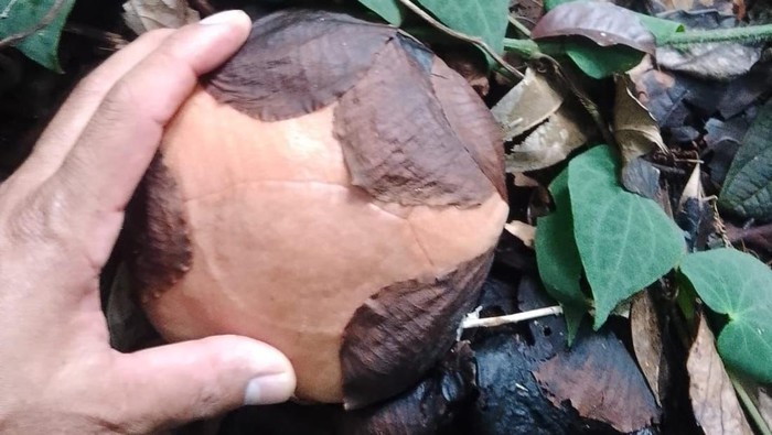 Knop Rafflesia ditemukan di Hutan Lindung Tanjung Datuk, Sambas, Kalimantan Barat.