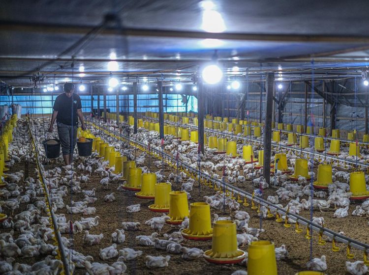 Listrik Dorong Produktivitas, Peternakan Tertutup di Konawe Selatan Makin Efisien