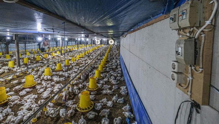 Harga Ayam di Kandang Anjlok, Peternak Meringis Rugi!