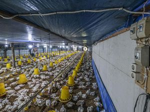 Peternak Ayam Mandiri di Pati Menjerit, Tuding Kuota DOC Tak Adil