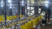 Harga Ayam Hidup Didorong Naik Jadi Rp 19.500/Kg Mulai 15 Juli