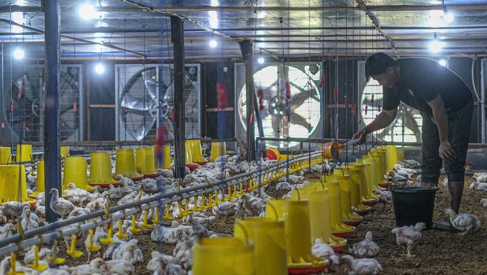 Peternak memberikan pakan ke ayam di salah satu peternakan ayam tertutup di Kecamatan Moramo Utara, Konawe Selatan, Sulawesi Tenggara, Minggu (30/11/2025). Peternak ayam potong di wilayah itu memilih menerapkan peternakan tertutup atau closed house memanfaatkan pasokan listrik dari PT PLN melalui program electrifying agriculture untuk meningkatkan produktivitas sektor perternakan yang lebih irit biaya operasional serta ramah lingkungan. ANTARA FOTO/Andry Denisah