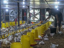 Harga Ayam Hidup Didorong Naik Jadi Rp 19.500/Kg Mulai 15 Juli