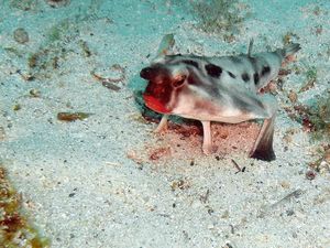 Ikan Ini Punya Bibir Merah Seperti Pakai Makeup, Unik Banget!