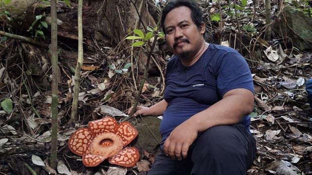 Rafflesia hasseltii ditemukan mekar di Hutan Lindung Tanjung Datuk, Desa Temajuk, Sambas.