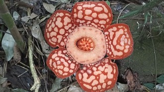 Rafflesia Hasseltii, Bunga Langka yang Ditemukan Setelah 13 Tahun Pencarian