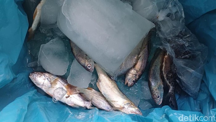 Sejumlah ikan imbas pasokan yang terhambat akibat hujan dan banjir di sejumlah daerah pengiriman. (Laila Syakira/detikcom)