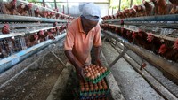 Pekerja mengumpulkan dan membawa telur ayam ras hasil budi daya di peternakan Faradilla Farm, Aceh Besar, Aceh, Minggu (30/11/2025). ANTARA FOTO/Irwansyah Putra