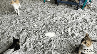 Banyak Kucing di Pulau Tidung Kecil, Ternyata Ini Sebabnya