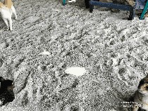 Banyak Kucing di Pulau Tidung Kecil, Ternyata Ini Sebabnya