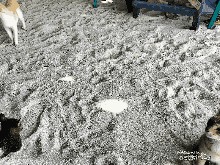 Banyak Kucing di Pulau Tidung Kecil, Ternyata Ini Sebabnya