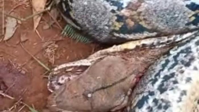 Seorang petani merica bernama Nurdin (57) tewas gegara digigit lalu dililit ular piton berukuran sekitar 7 meter di Kabupaten Luwu Timur, Sulawesi Selatan (Sulsel).