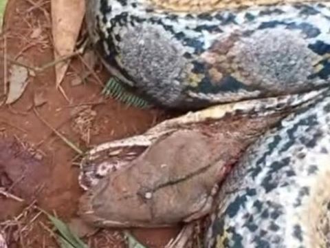 Seorang petani merica bernama Nurdin (57) tewas gegara digigit lalu dililit ular piton berukuran sekitar 7 meter di Kabupaten Luwu Timur, Sulawesi Selatan (Sulsel).