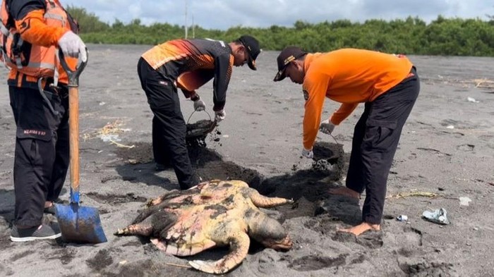 Petugas SRI Wilayah V Kulon Progo saat mengevakuasi penyu lekang yang sudah mati di Pantai Labuhan Glagah, Temon, Kulon Progo, Minggu (30/11/2025).