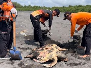 Bangkai Penyu Lekang Ditemukan Terdampar di Pantai Labuhan Kulon Progo