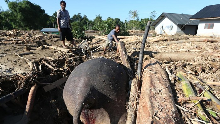 Warga melihat bangkai gajah sumatera (Elephas maximus sumatranus) tertimbun material yang terbawa air saat terjadi banjir di Desa Meunasah Lhok, Pidie Jaya, Aceh, Sabtu (29/11/2025). Bangkai gajah sumatera tersebut ditemukan tertimbun lumpur dan kayu pascabanjir akibat luapan Sungai Meureudu pada Selasa (25/11). ANTARA FOTO/Irwansyah Putra/tom.
