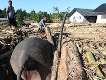 Nasib Gajah Sumatera Usai Banjir, Pakar: Terfragmentasi-Kehilangan Habitat