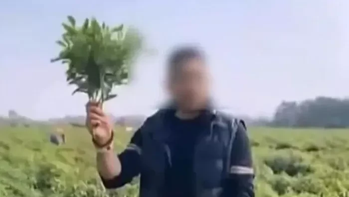 **Mengenal Varian Cabai Lokal dari Desa Liujiangou, Sebuah Kisah Petani dan Hoaks Viral yang Mengejutkan**