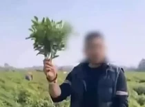 Hoaks Viral Bikin Kebun Cabai Dijarah Massa, Petani Auto Boncos!