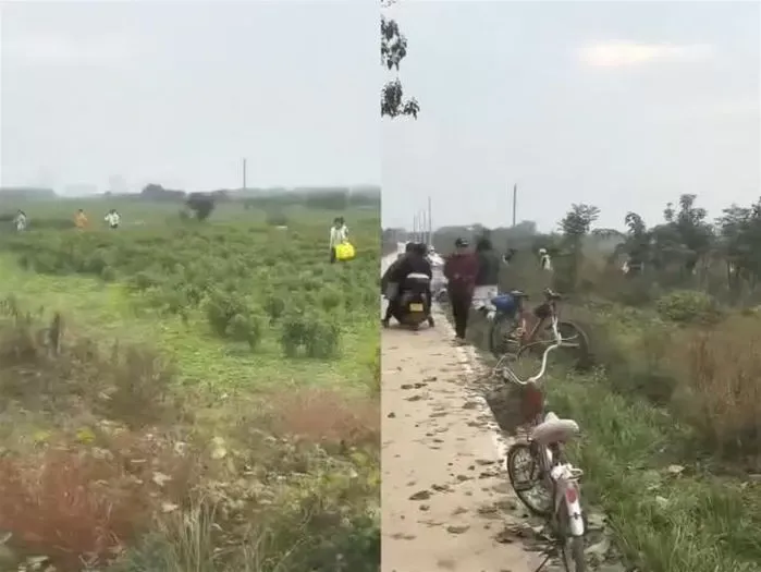 Hoaks Viral Bikin Kebun Cabai Dijarah Massa, Petani Auto Boncos!