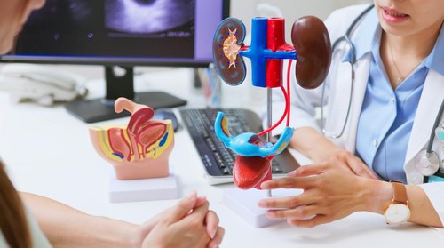 closeup asian female doctor explains urinary system problems using 3d human model - patient may suffer from incontinence and kidney weakness