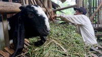 Karmin saat memberikan makan ternak kambingnya di kadang sebelah rumahnya.
