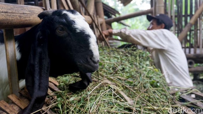 Melihat lebih dekat kehidupan pasutri yang tinggal di jurang Mojokerto