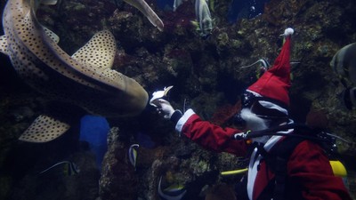 Momen Ikan Hiu Dapat Hadiah Natal Lebih Awal dari Sinterklas di Akuarium Malta