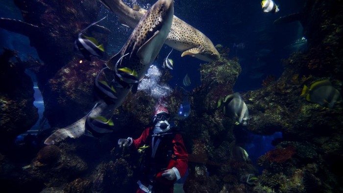 Menjelang musim liburan, suasana meriah tak hanya dirasakan manusia, tetapi juga para penghuni laut di Akuarium Nasional Malta. Pada Senin (1/12/2025), seekor hiu zebra dan berbagai jenis ikan lainnya mendapat “hadiah Natal” lebih awal dari seorang penyelam yang mengenakan kostum Sinterklas. REUTERS/Darrin Zammit Lupi