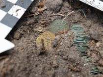 Penemuan Koin Emas dan Perah di Hutan Negara Ini, Milik Siapa?