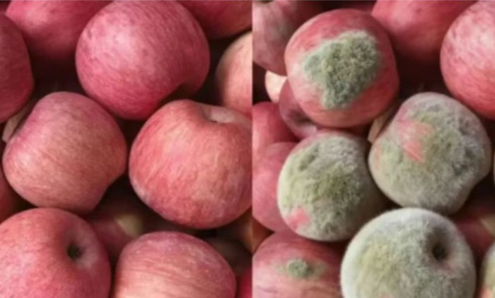 Modus Baru! Foto Apel Diedit AI agar Tampak Rusak untuk Klaim Refund