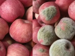 Modus Baru! Foto Apel Diedit AI agar Tampak Rusak untuk Klaim Refund