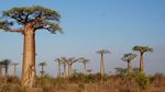5 Fakta Pohon Baobab, Tanaman Asli Afrika yang Tumbuh di Taman Ria Rio Jakarta