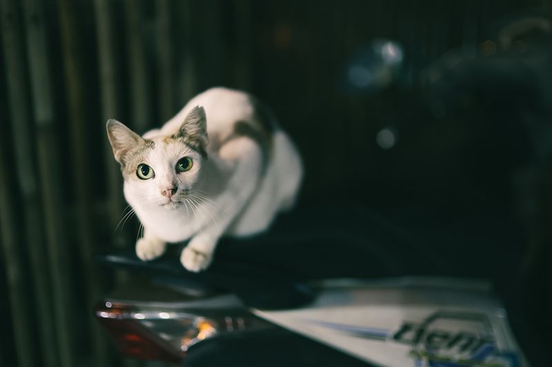 Review Lensa Canon RF 45mm f/1.2, Review Lensa Canon RF 45mm f/1.2,